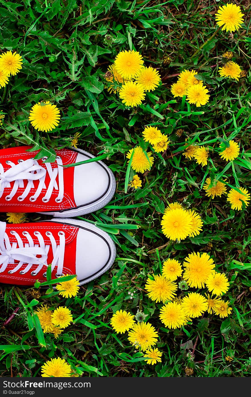 Woman`s feet in red sneakers shoes standing on the grass with growing yellow dandelions