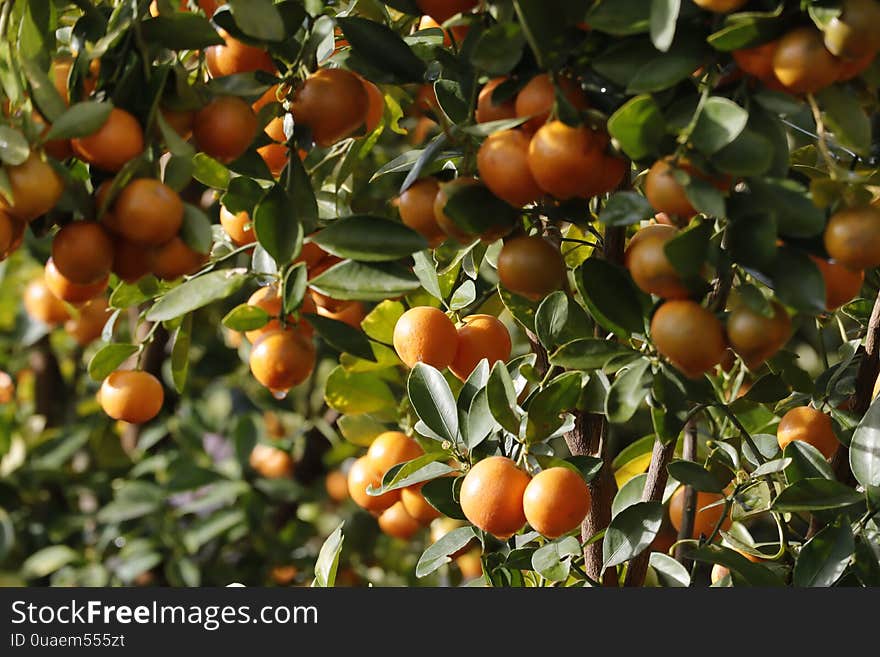 Kumquat tree. Together with Peach blossom tree, Kumquat is one of 2 must have trees in