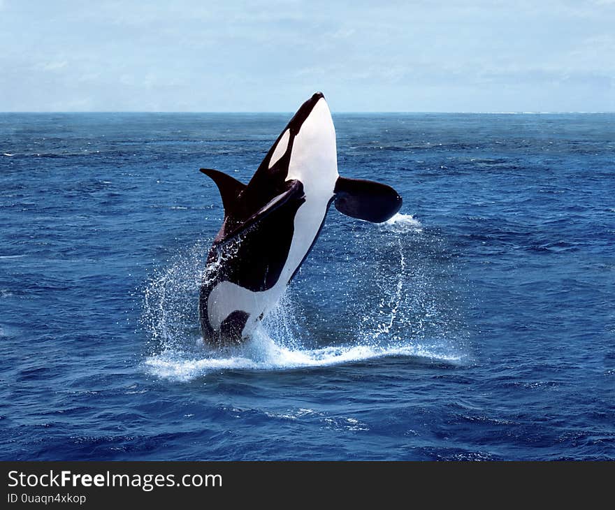 Killer Whale, orcinus orca, Adult breaching. Killer Whale, orcinus orca, Adult breaching