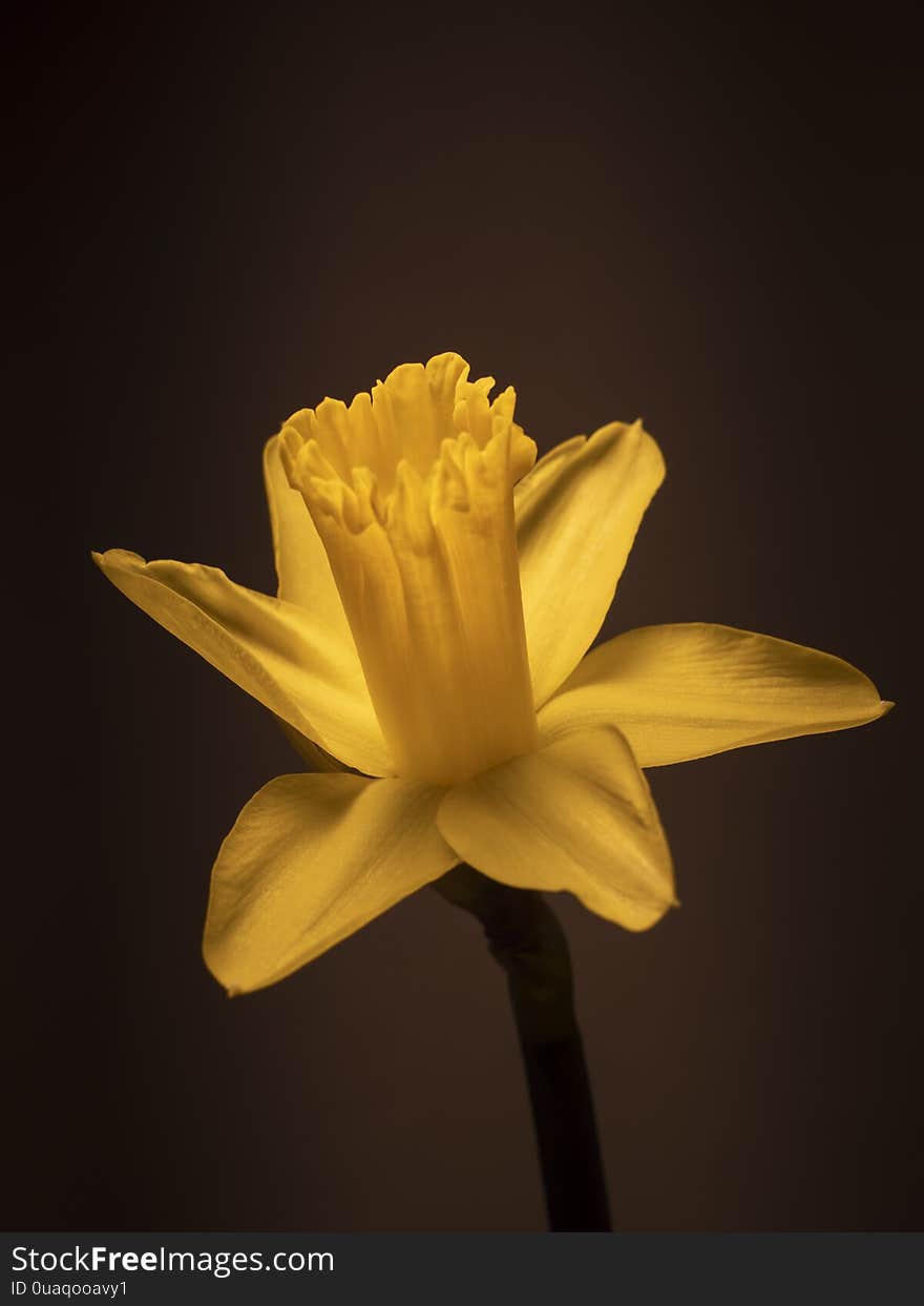 Yellow daffodil. Gift for women. To the day of St. Valentine. Yellow