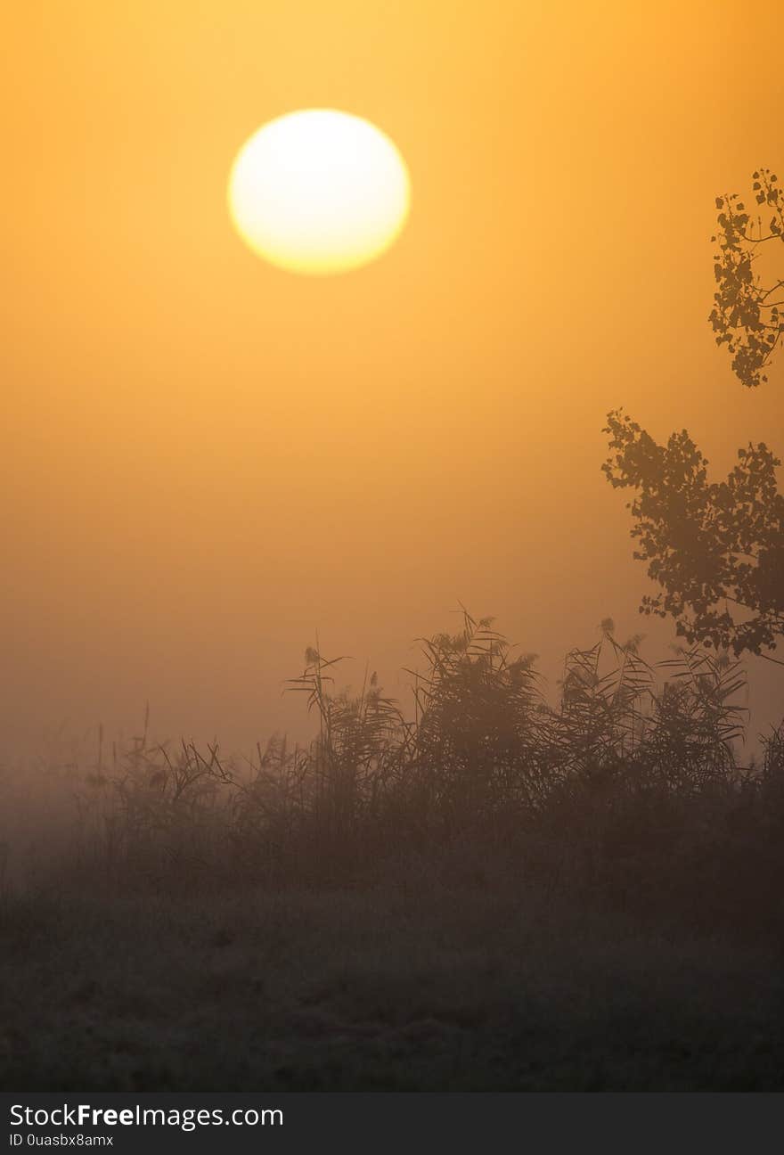 Round sun on foggy morning in reed field. Round sun on foggy morning in reed field