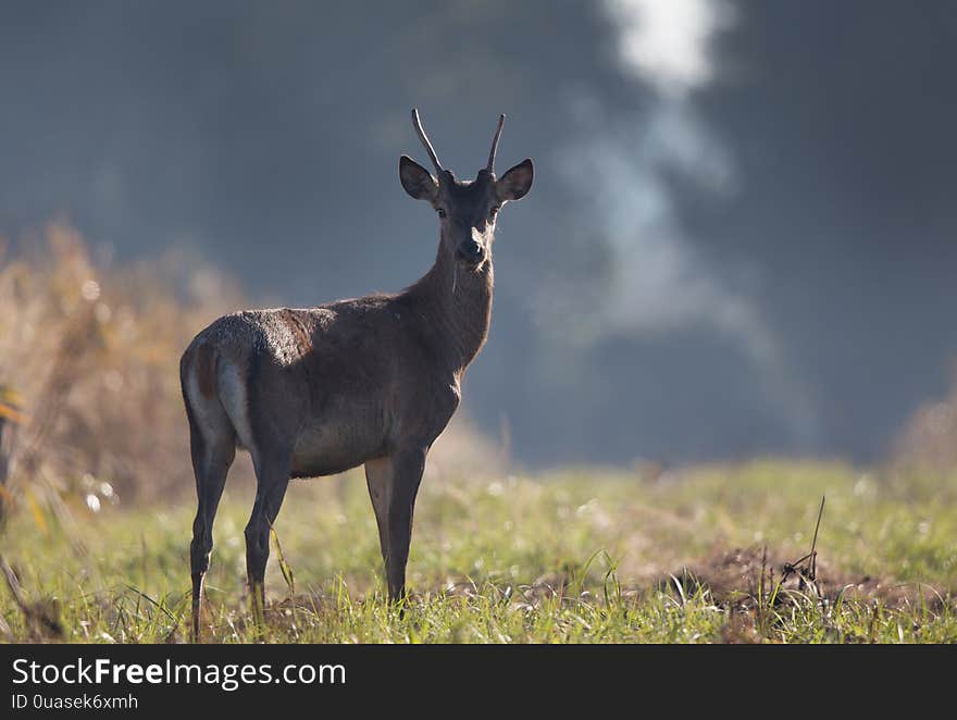 Young red deer in forest on foggy morning