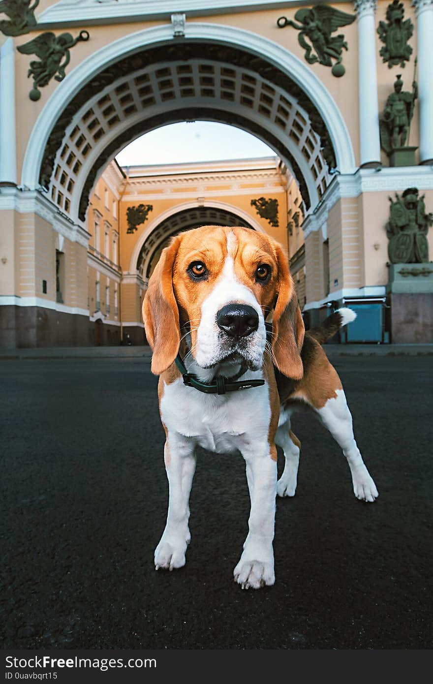 Adorable dog standing on asphalt on city square