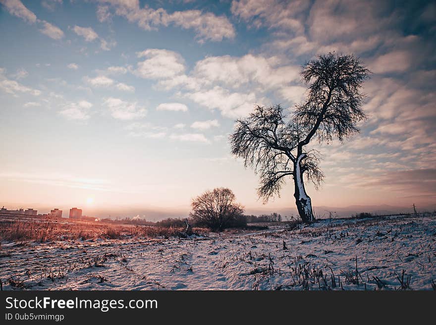 Alone Tree In Blue And Purple Winter Morning Light, Edit Space