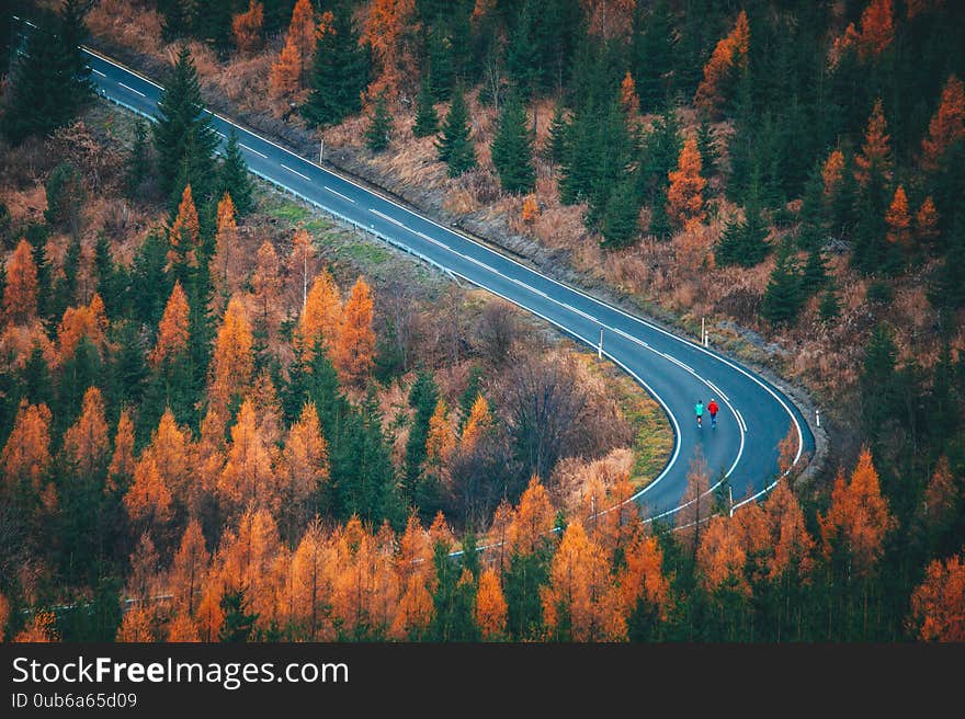 Runners train up hills on the road in beautiful orange autumn nature. High Quality Photo, natural light