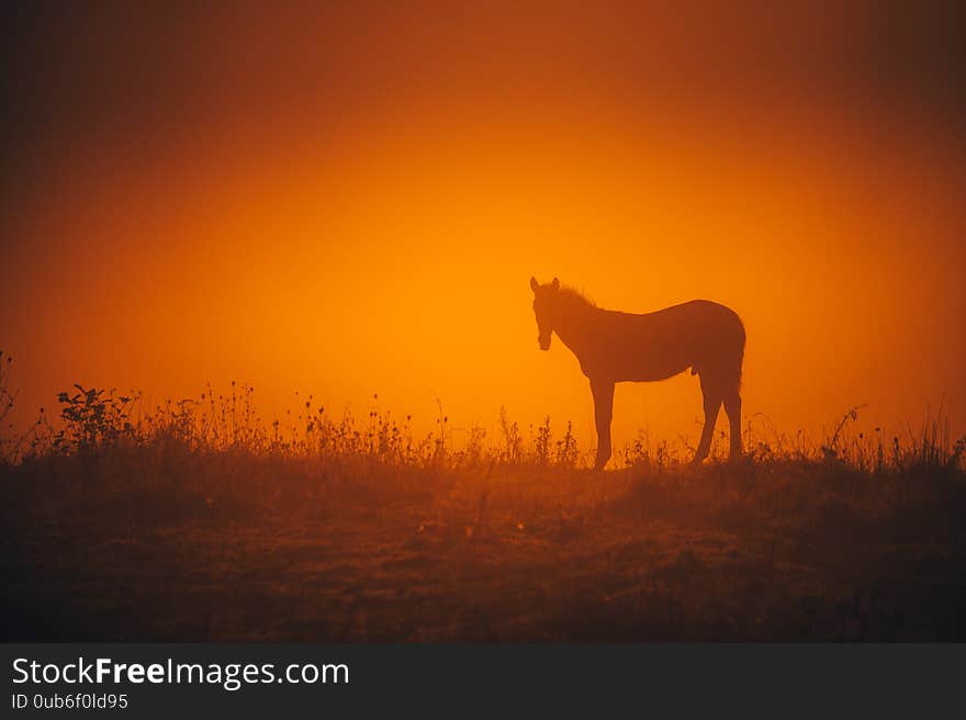 Alone horse grassing on autumn morning meadow