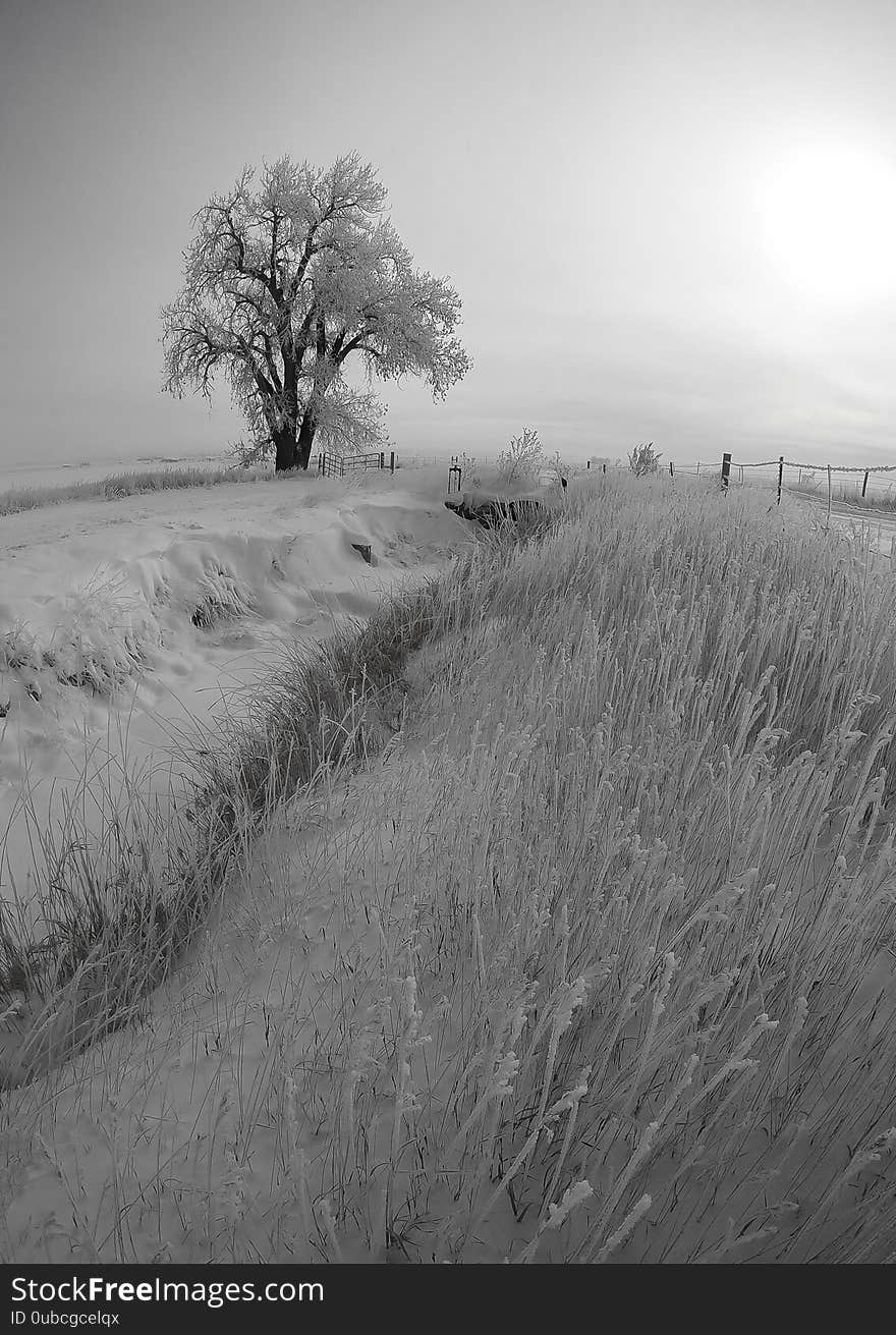 Landscape featuring hoarfrost covered wind swept fields and trees in eastern plains Colorado after a winter snow storm passed through. White frigid sky. Landscape featuring hoarfrost covered wind swept fields and trees in eastern plains Colorado after a winter snow storm passed through. White frigid sky.