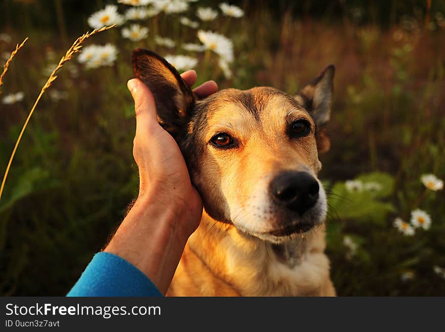 Crop owner petting dog in nature at summer