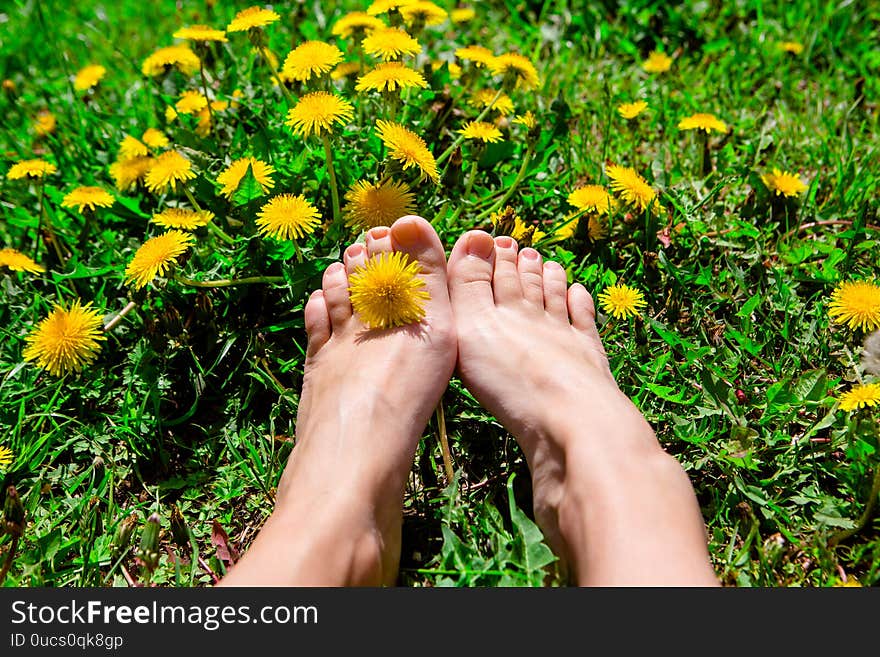 Bare woman`s feet on the green grass with yellow dandelions. Dandelion between toes. Bare woman`s feet on the green grass with yellow dandelions. Dandelion between toes