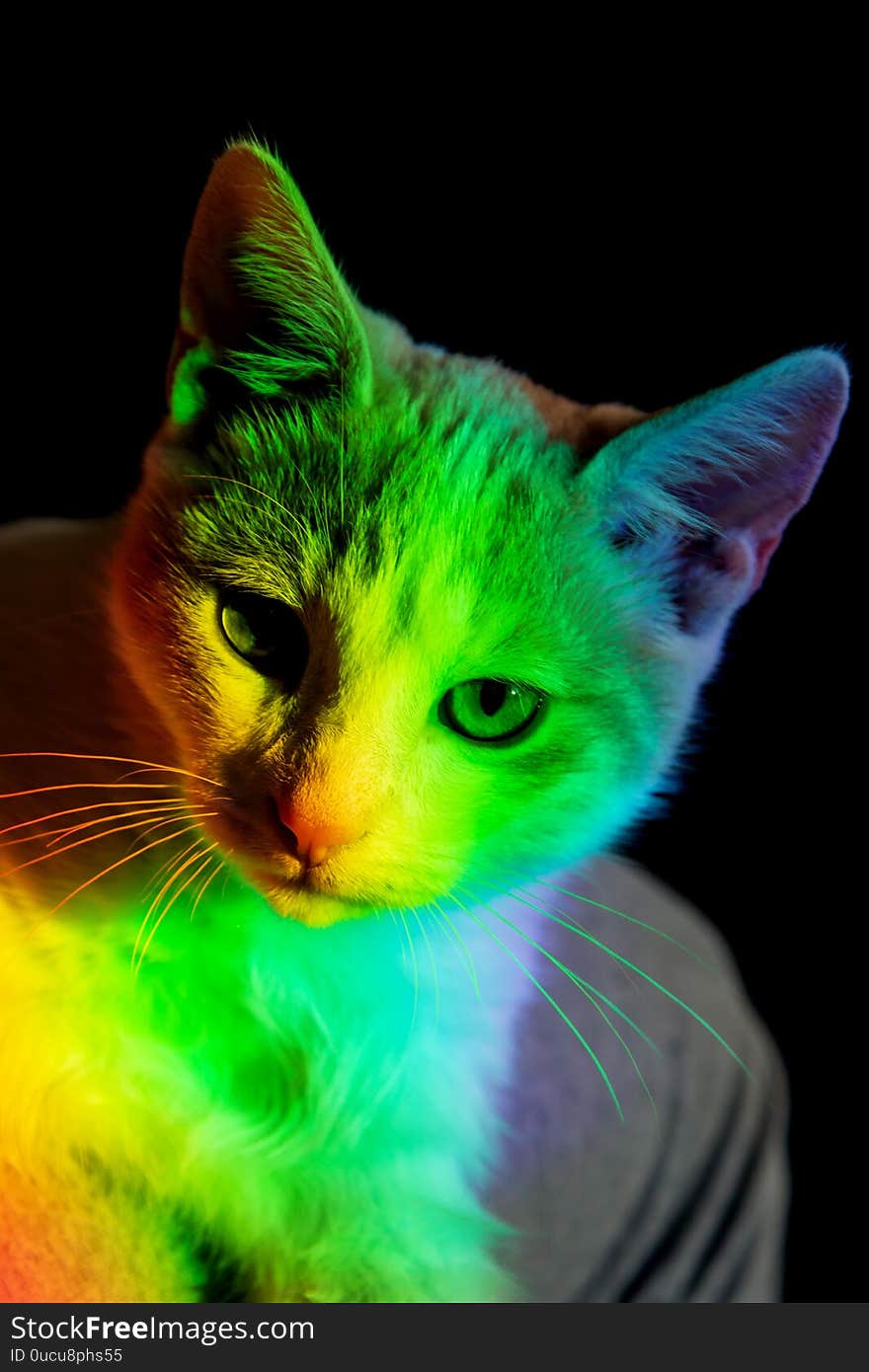 multicolored color falling on a white cat.