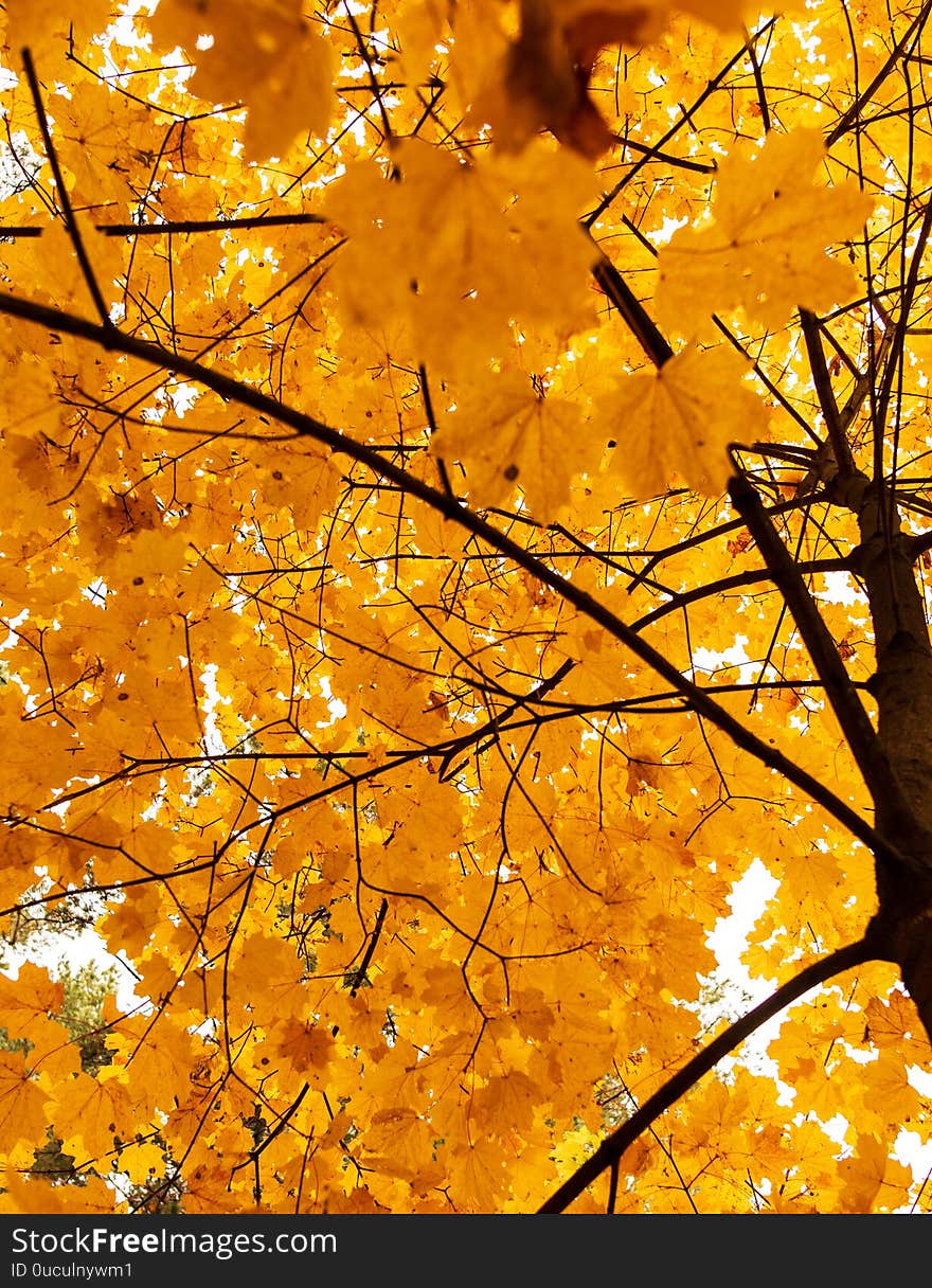 Yellow autumn maple leaves as background