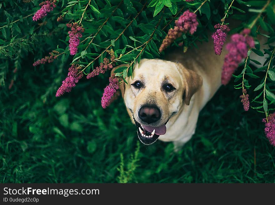 Happy dog under blooming bush looking at camera