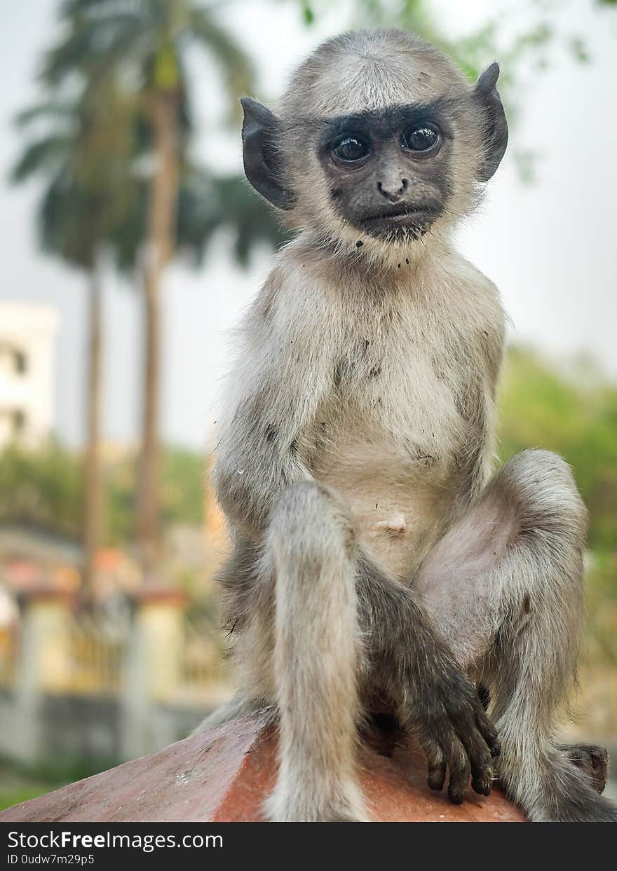 Indian Gray Langur Monkey Sitting On A Post Looking At Viewer