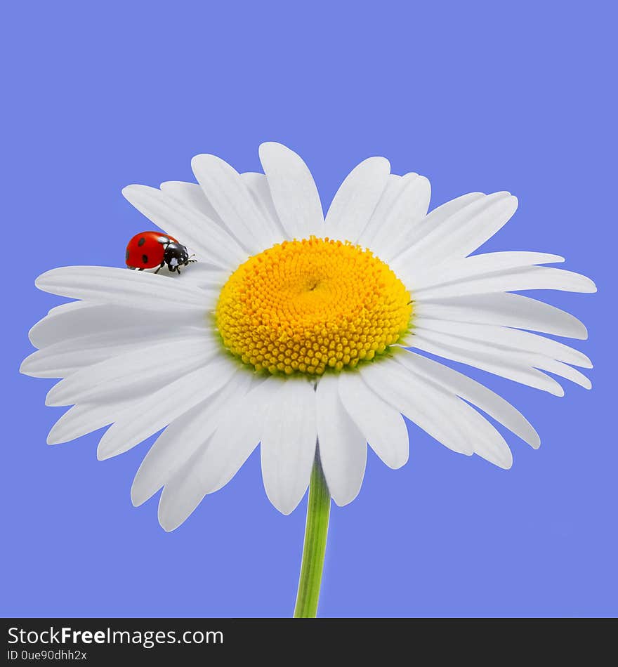 Chamomile and ladybird isolated on blue. Daisy and ladybird. Summer background.