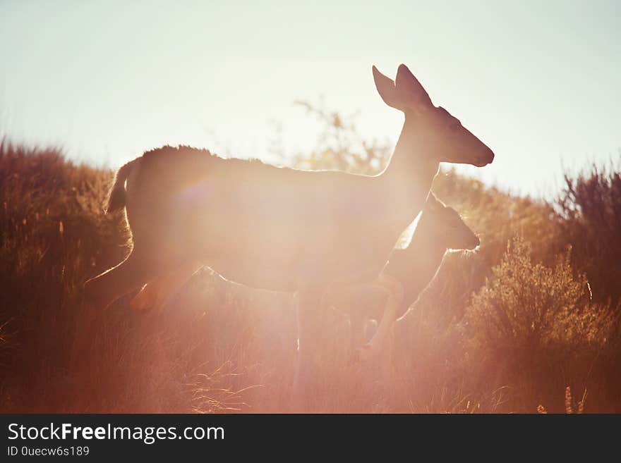 Deer in green meadow, USA