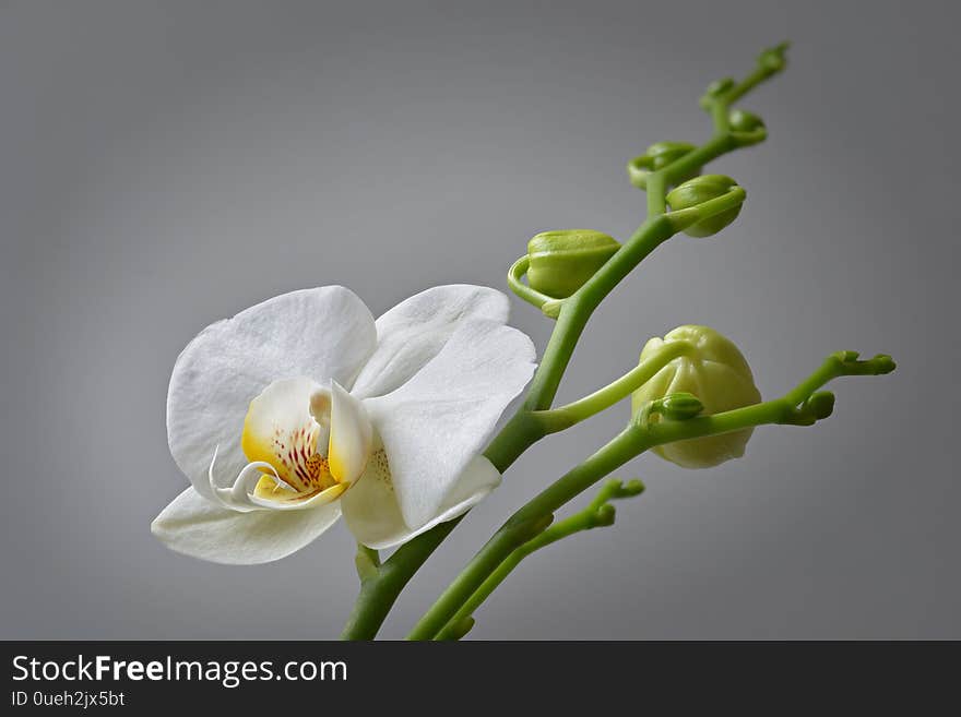 A Blossom of a white orchid