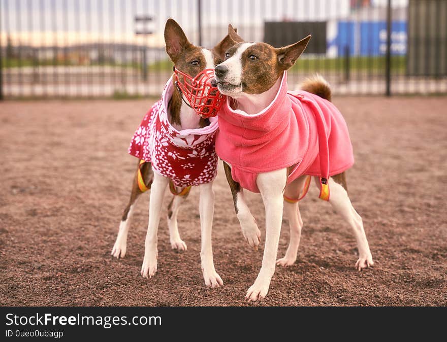 Basenji or African flying dog as well as Congolese Bush, forest, Congo Terrier, Nyam Nyam Terrier, Zande, creature from thicket - is one of the oldest dog breeds. Basenji or African flying dog as well as Congolese Bush, forest, Congo Terrier, Nyam Nyam Terrier, Zande, creature from thicket - is one of the oldest dog breeds