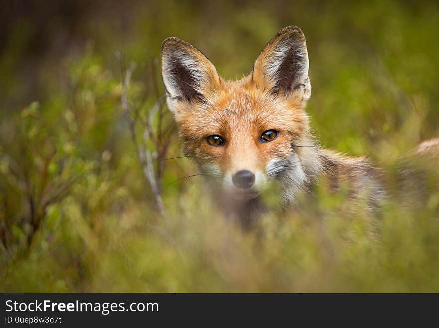 Red Fox Peeking Out From Green Vegetation In Mountains