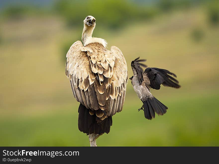 Griffon vulture being attacked by crow in summer nature