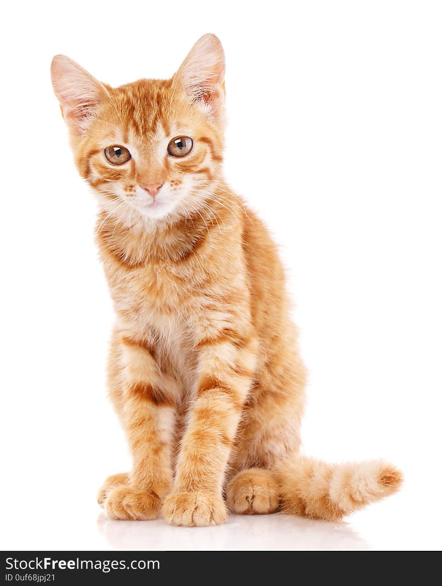 Red little cat on the isolated background