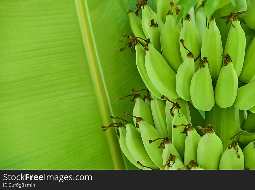 Green banana on Green leaves banana background.