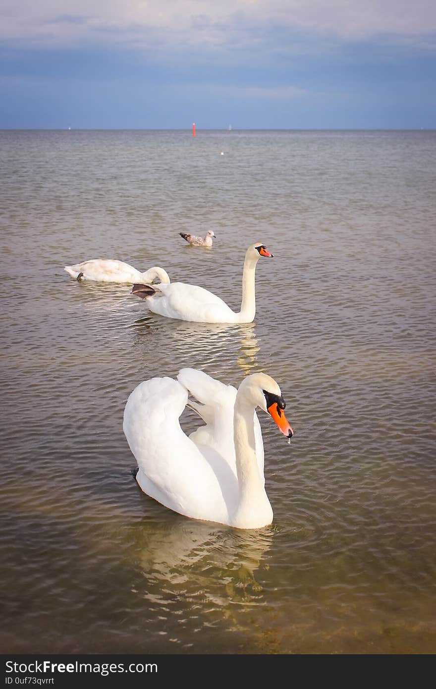 Three white swans and one gull floating on the sea. Three white swans and one gull floating on the sea