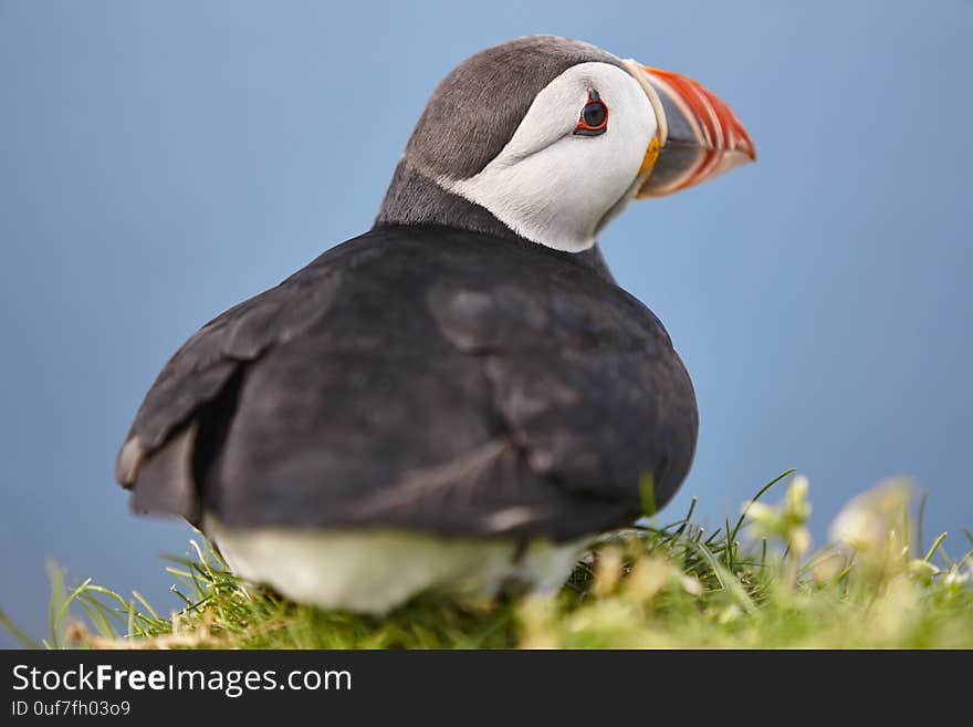 Puffin on Mykines cliffs and atlantic ocean. Faroe birdlife