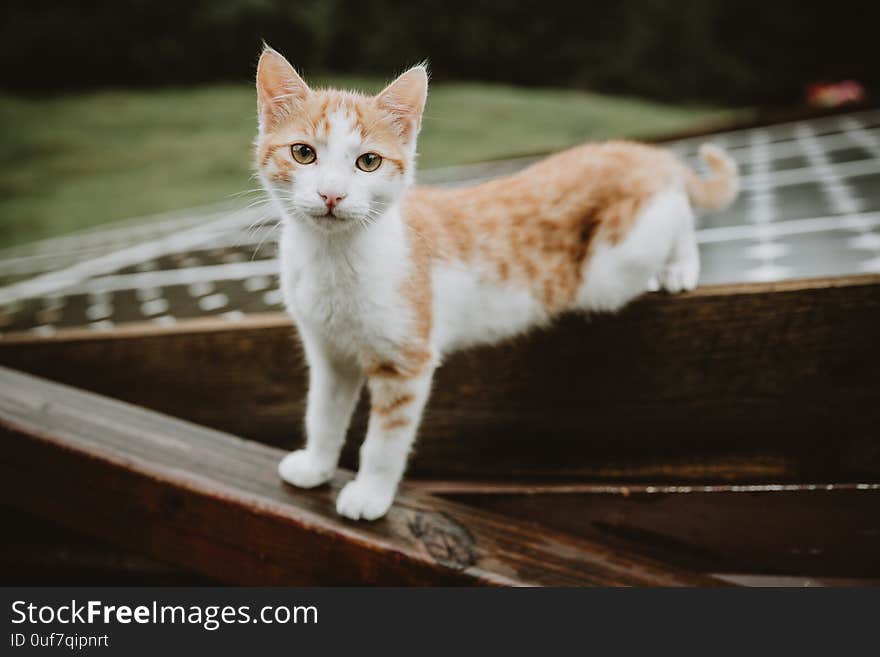 Curious white-brown Kitten standing half on the roof with solar panels and half on the wet wooden railing during the rainy day in Slovenian mountains.