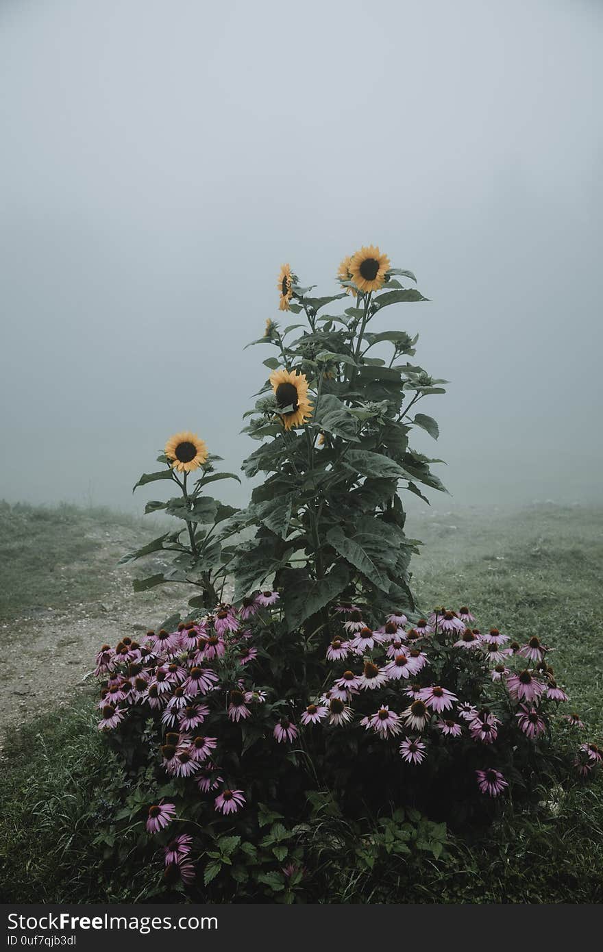 Flower bed with blooming sunflowers and coneflowers during the rainy misty morning in Slovenian mountains in vertical orientation.