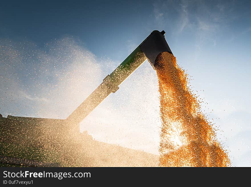 Pouring corn grain into tractor trailer after harvest at field. Pouring corn grain into tractor trailer after harvest at field