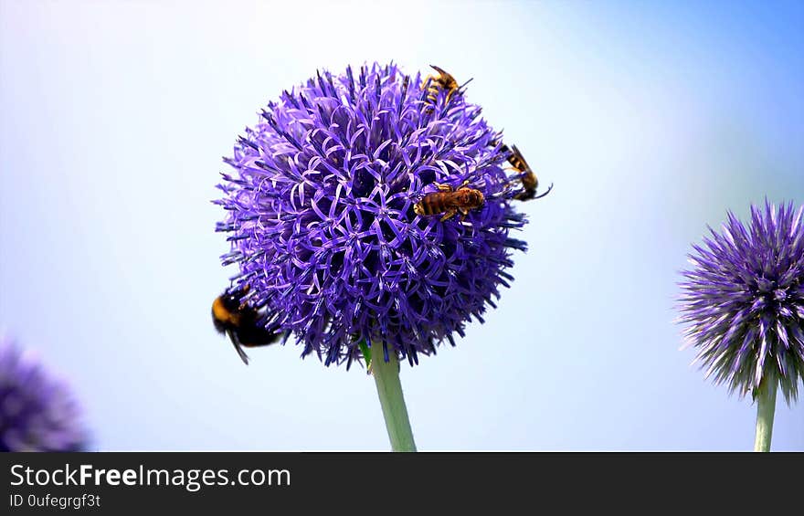 This very beautiful purple colored flower which has four beautiful bees, it is very beautiful in nature