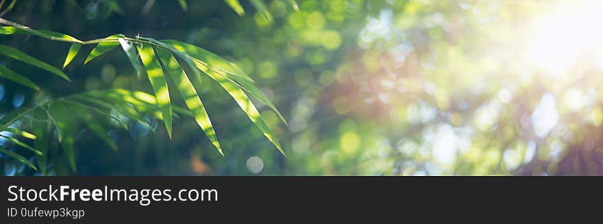 Bamboo leaves, Green leaf on blurred greenery background. Beautiful leaf texture in sunlight. Natural background. close-up of macro with free space for text