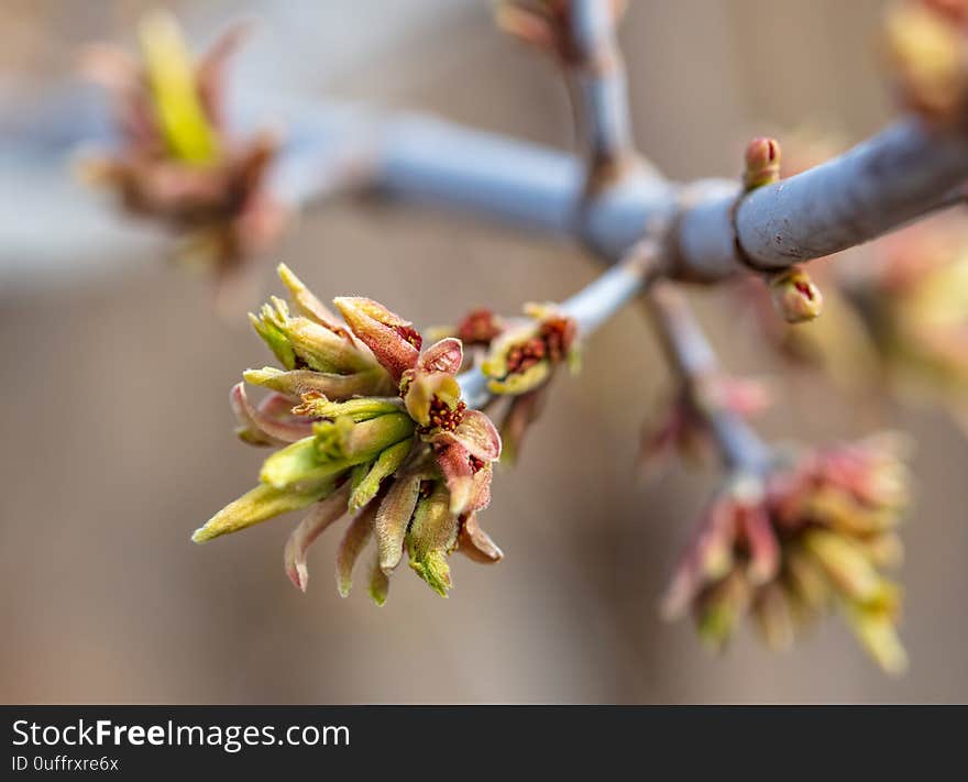 Opened Bud On A Tree Branch