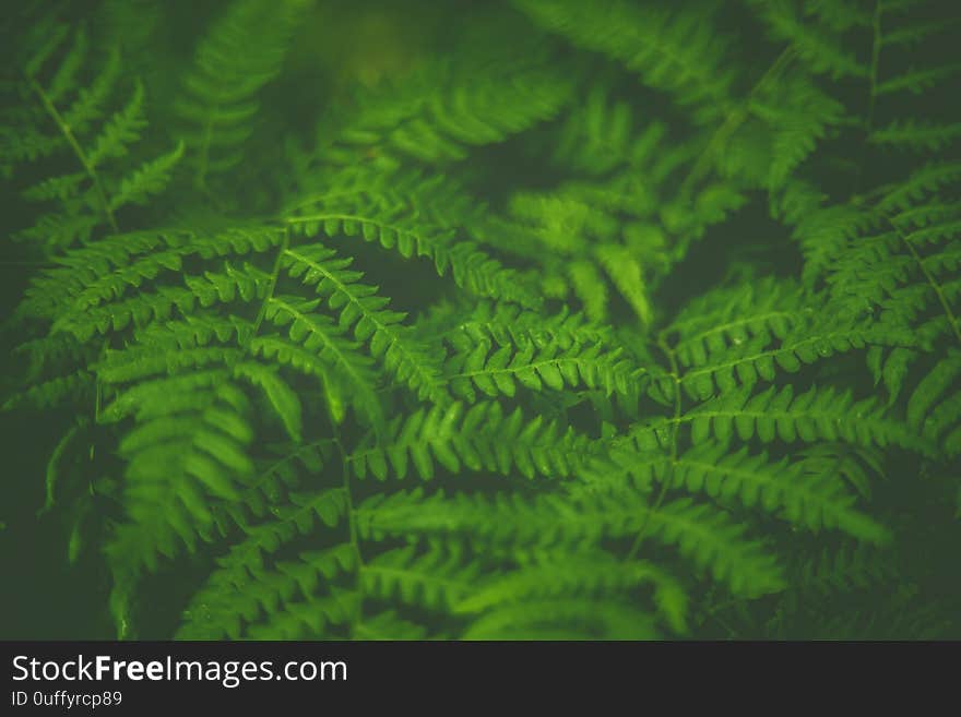 Beautiful green fern in nature, detail photo macro of beauty in nature. Beautiful green fern in nature, detail photo macro of beauty in nature