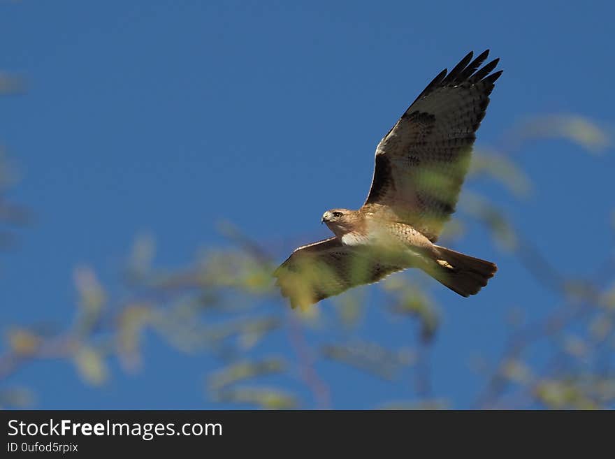 During a flight a red&#x27;tailed hawk is pictured through the many leaves of a desert plant. During a flight a red&#x27;tailed hawk is pictured through the many leaves of a desert plant.