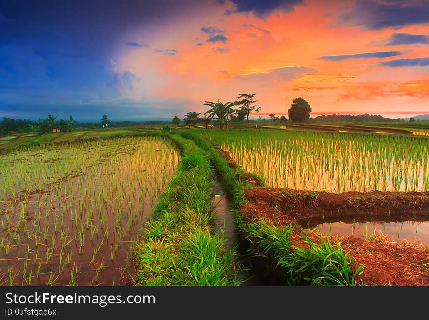 Sunset lovers with rice fields in asia