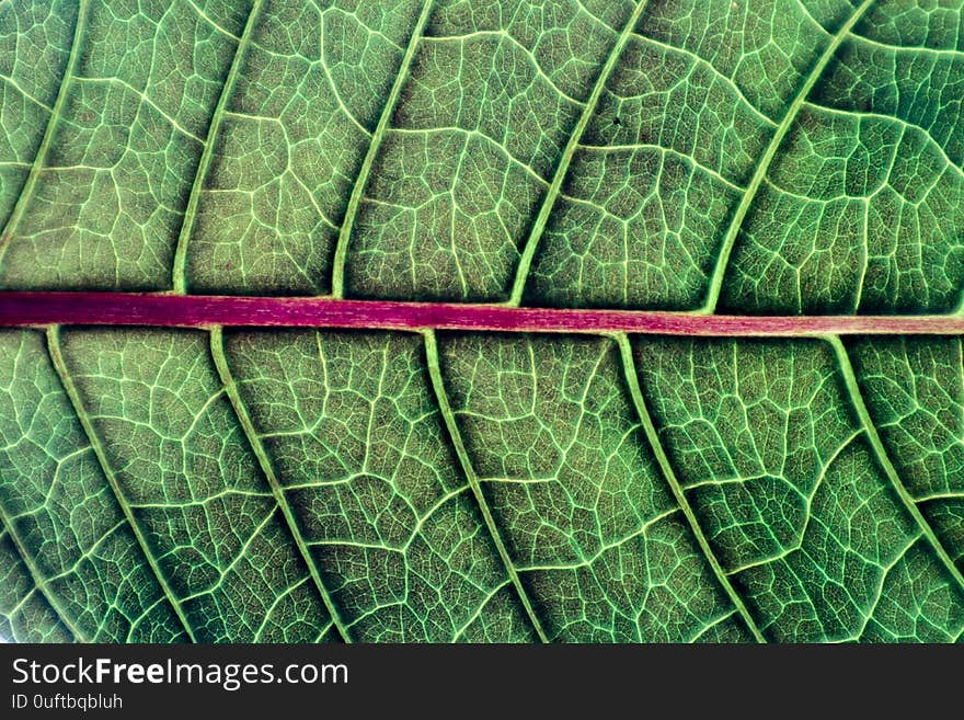 Details of a texture and detail of green leaf.