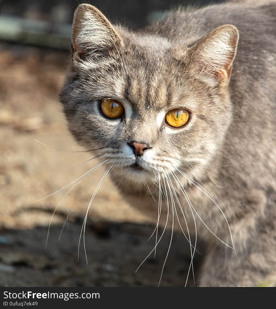 Portrait of a cat with orange eyes.