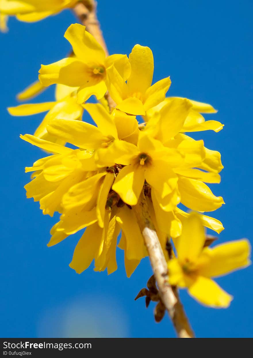 Yellow flower on a background of blue sky in spring.