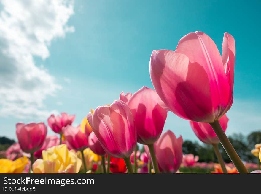 Colorful tulips blooming in the garden. Colorful tulips blooming in the garden.