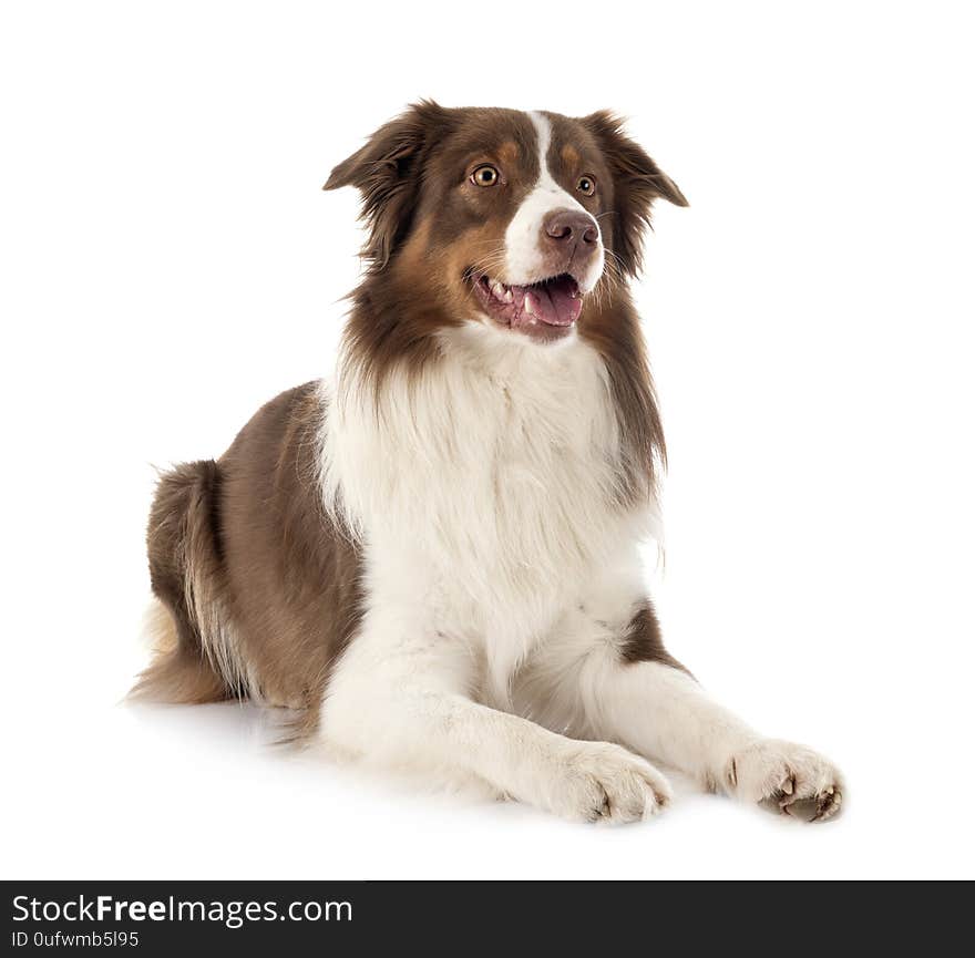 Australian shepherd dog