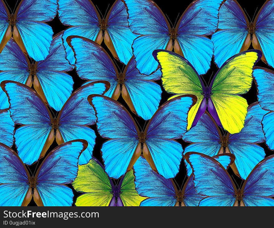 Bright natural tropical background. Morpho butterflies texture background. Blue and yellow butterflies pattern.