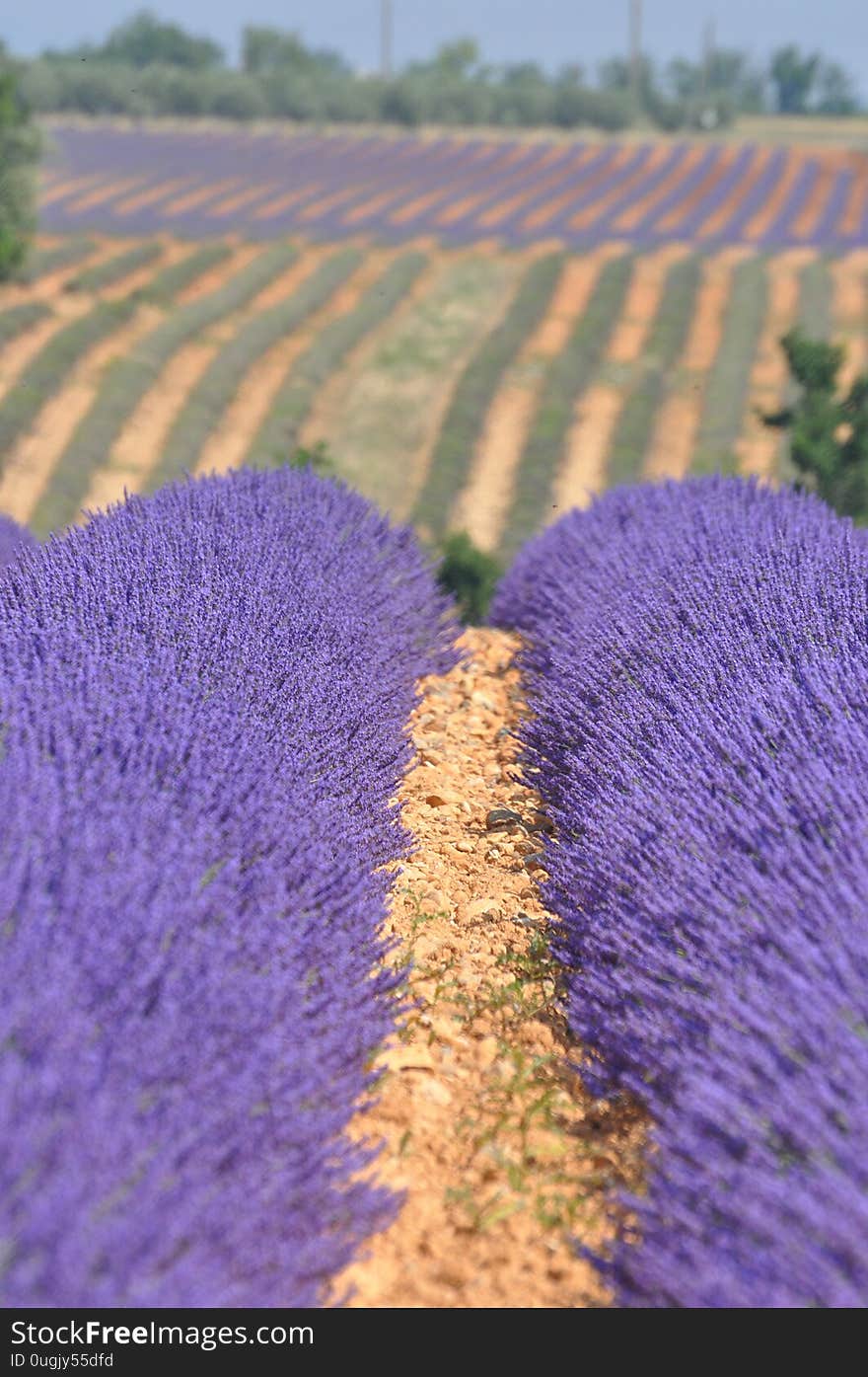 Travel to Provence in the south of France. lavender culture and small village. summer scent