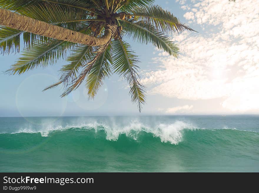 Ocean waves against the blue sky and palm trees