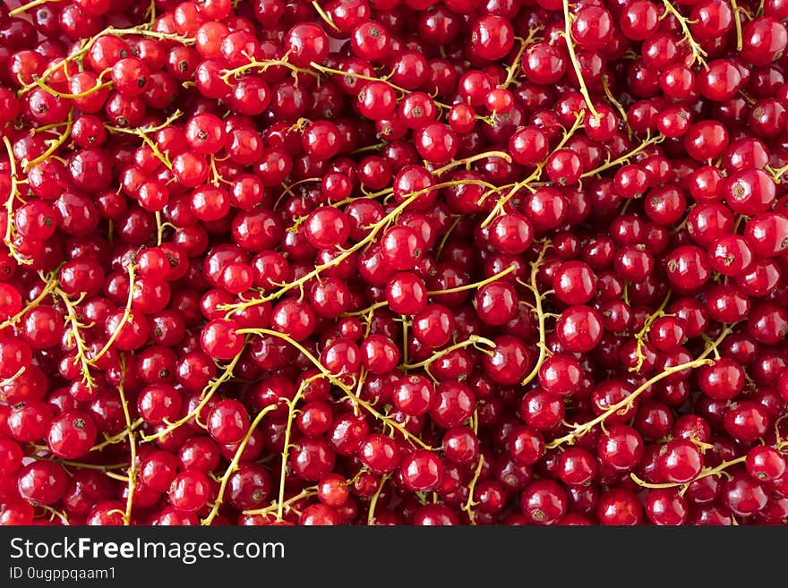 Background of red currants. Fresh red berries closeup. Top view. Background of fresh berries. Various fresh summer fruits.