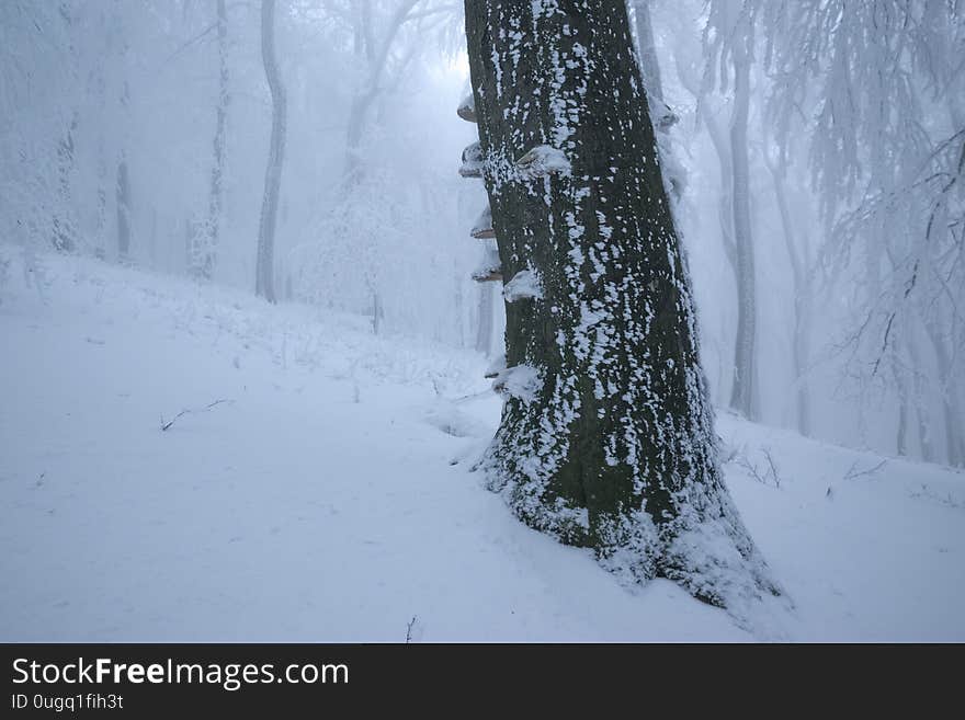 Snowy oak forest with frozen trees in foggy weather. Snowy oak forest with frozen trees in foggy weather