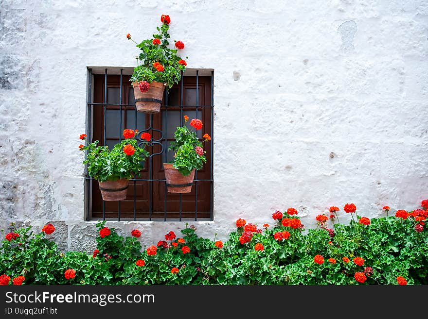 Many of blooming red geraniums near the wall of the house and around the window, a wall of light color, pots with red