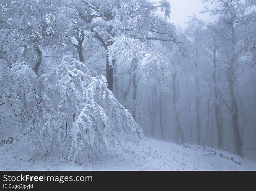 Snowy oak forest with frozen trees in foggy weather. Snowy oak forest with frozen trees in foggy weather