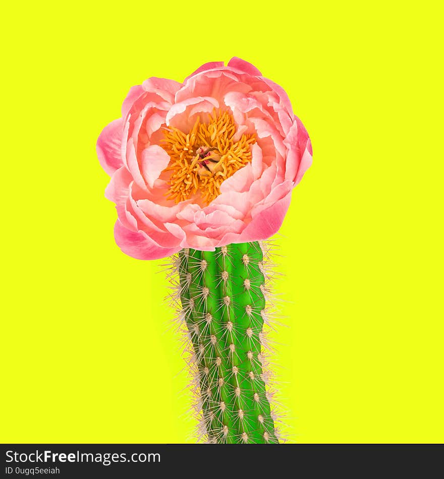 Cactus with pink peony flower on neon yellow background. Creative art collage. Cactus with pink peony flower on neon yellow background. Creative art collage