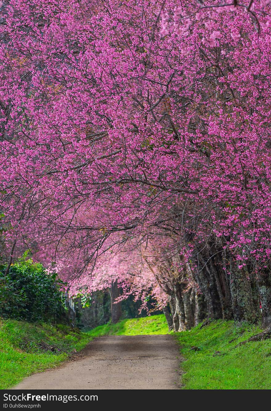 Beautiful cherry blossoms in full bloom pathway in Khun Wang Chiang Mai, Thailand